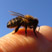 abeille et apiculteur